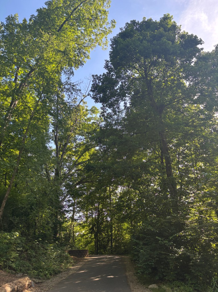 image of trees while walking the trail on a sunny day at the park